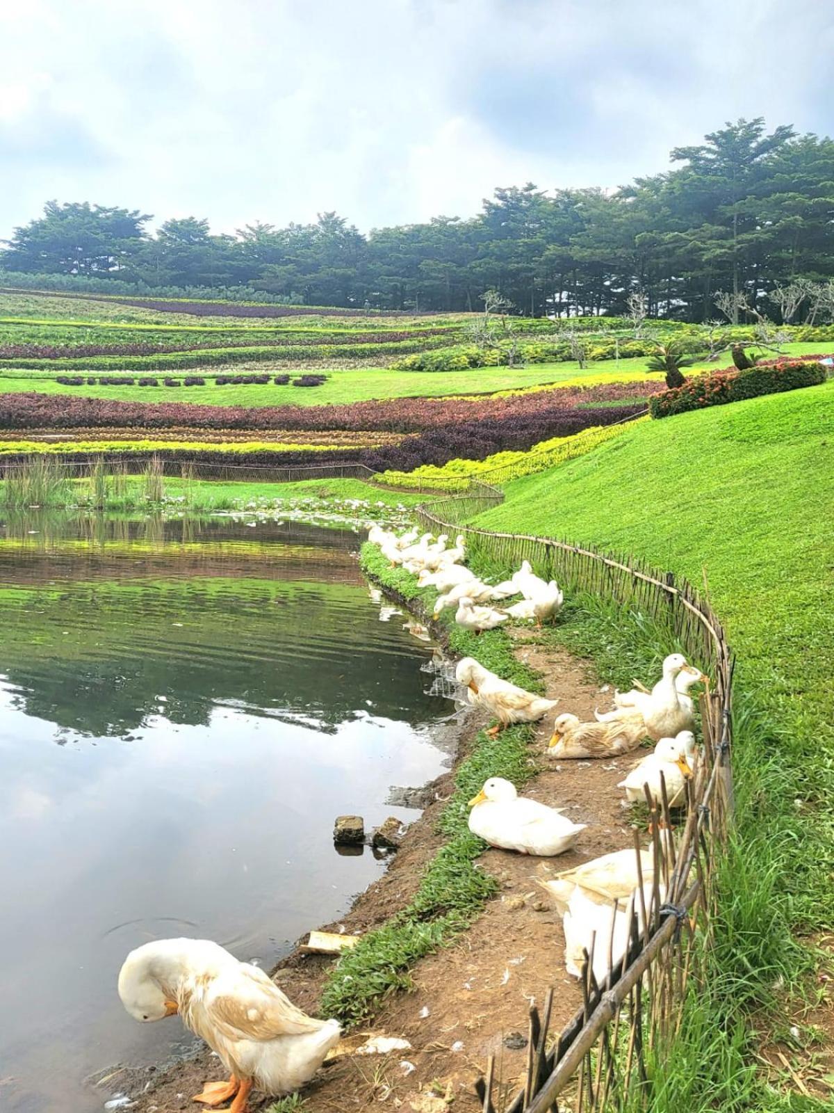 Villa Vimala Hills Semeru ボゴール エクステリア 写真
